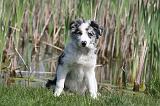 BORDER COLLIE 1496